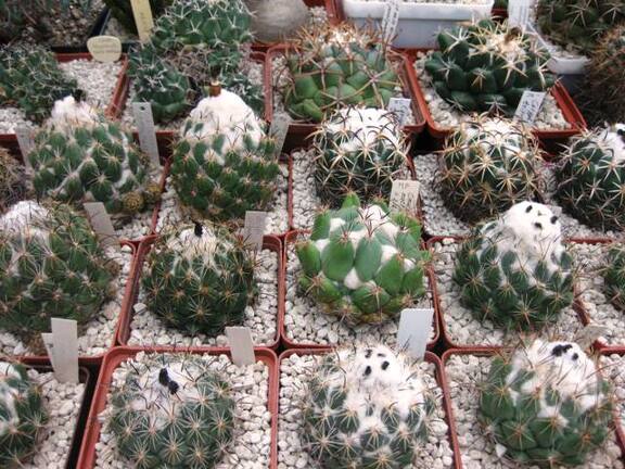 Выставка 1 мая 2009 (Донецк)