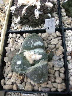 Выставка 1 мая 2009 (Донецк)