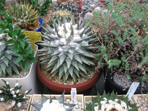 Выставка 1 мая 2009 (Донецк)