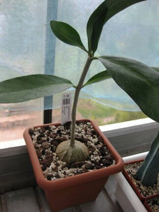 Выставка 1 мая 2009 (Донецк)