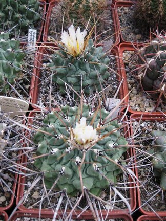 Выставка 1 мая 2009 (Донецк)