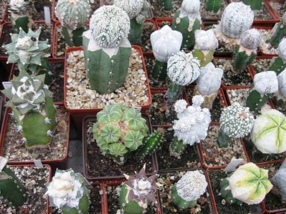 Выставка 1 мая 2009 (Донецк)