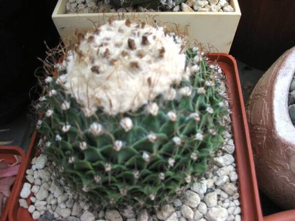 Выставка 1 мая 2009 (Донецк)