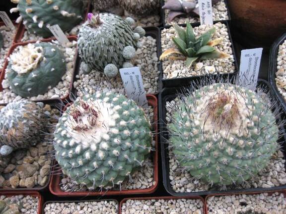 Выставка 1 мая 2009 (Донецк)