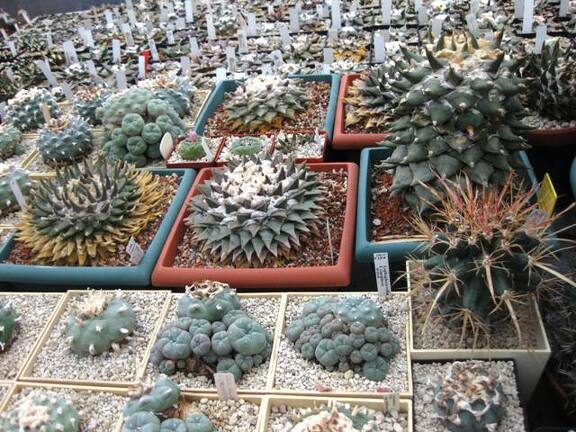 Выставка 1 мая 2009 (Донецк)