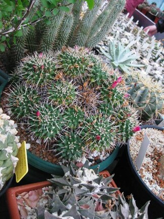 Выставка 1 мая 2009 (Донецк)