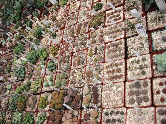 Выставка 1 мая 2009 (Донецк)