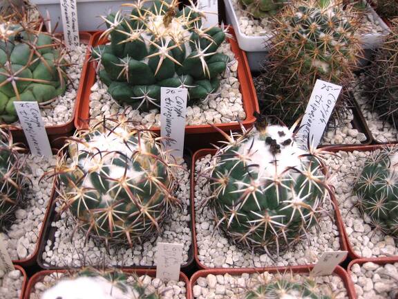 Выставка 1 мая 2009 (Донецк)