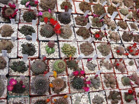 Выставка 1 мая 2009 (Донецк)