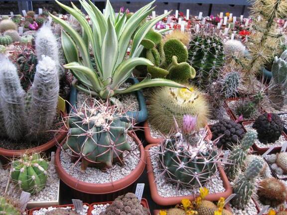 Выставка 1 мая 2009 (Донецк)