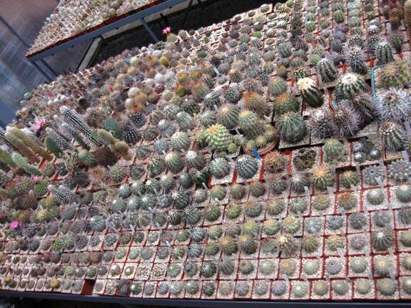 Выставка 1 мая 2009 (Донецк)