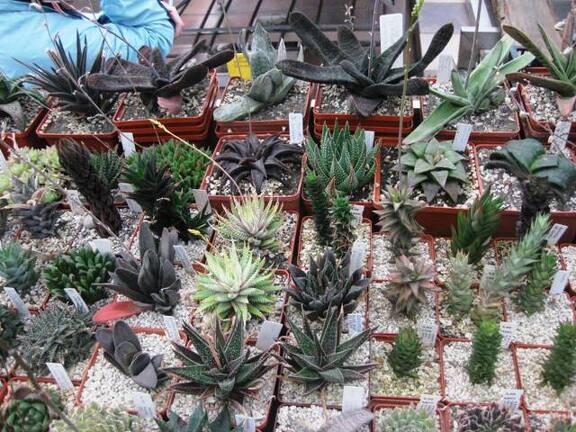 Выставка 1 мая 2009 (Донецк)