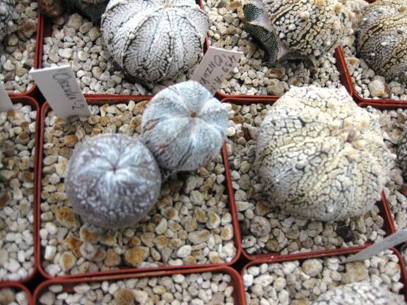 Выставка 1 мая 2009 (Донецк)