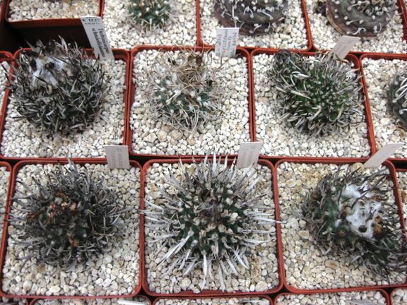 Выставка 1 мая 2009 (Донецк)