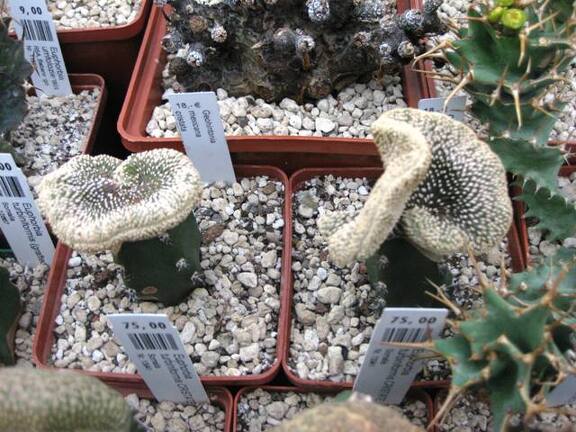 Выставка 1 мая 2009 (Донецк)