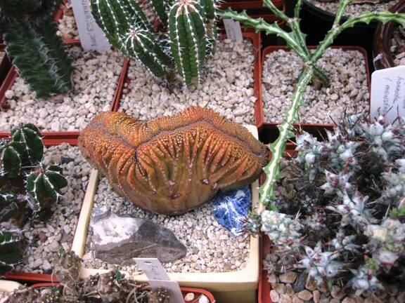 Выставка 1 мая 2009 (Донецк)