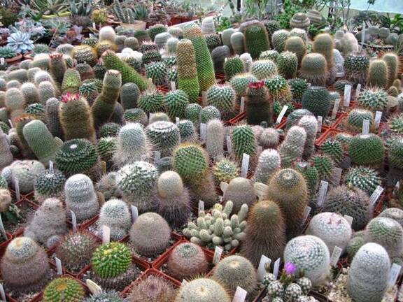 Выставка 1 мая 2009 (Донецк)