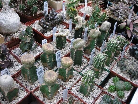 Выставка 1 мая 2009 (Донецк)