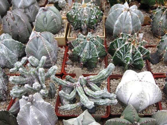 Выставка 1 мая 2009 (Донецк)