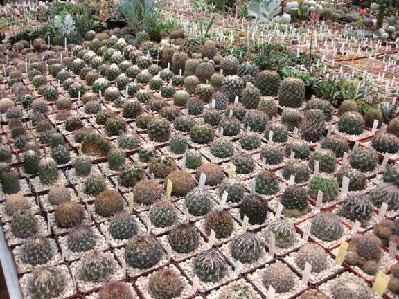 Выставка 1 мая 2009 (Донецк)