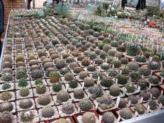 Выставка 1 мая 2009 (Донецк)