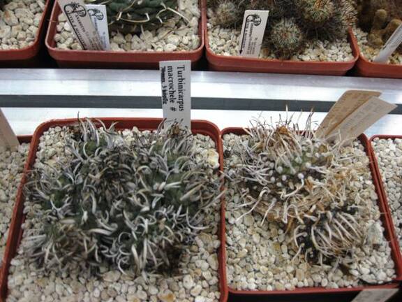 Выставка 1 мая 2009 (Донецк)