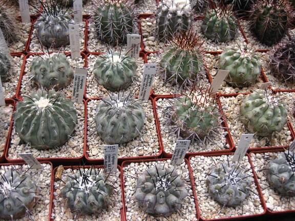 Выставка 1 мая 2009 (Донецк)