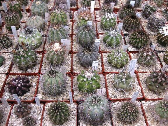 Выставка 1 мая 2009 (Донецк)