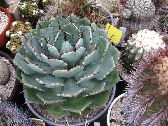 Выставка 1 мая 2009 (Донецк)