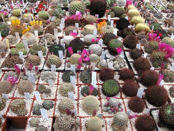 Выставка 1 мая 2009 (Донецк)