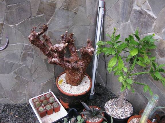 Выставка 1 мая 2009 (Донецк)