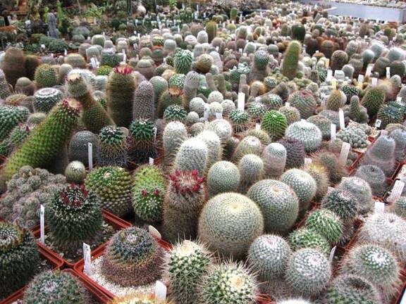 Выставка 1 мая 2009 (Донецк)