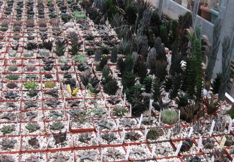 Выставка 1 мая 2009 (Донецк) (1700 відвідувань) Фото Лорана Комяти (Кировоград)
Выставка 1 мая 2009 (Донецк)