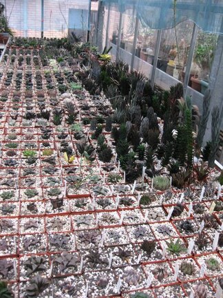 Выставка 1 мая 2009 (Донецк)