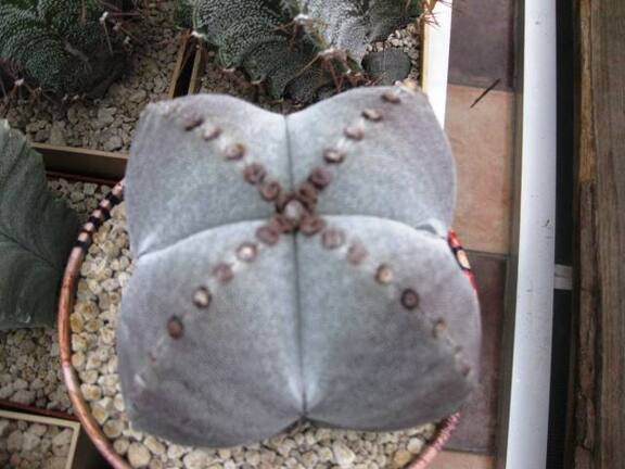 Выставка 1 мая 2009 (Донецк)