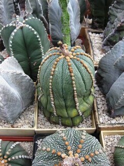 Выставка 1 мая 2009 (Донецк)