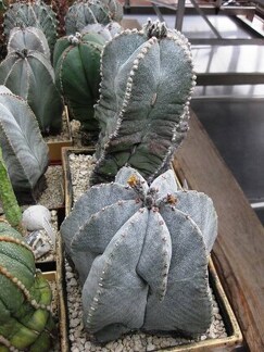 Выставка 1 мая 2009 (Донецк)