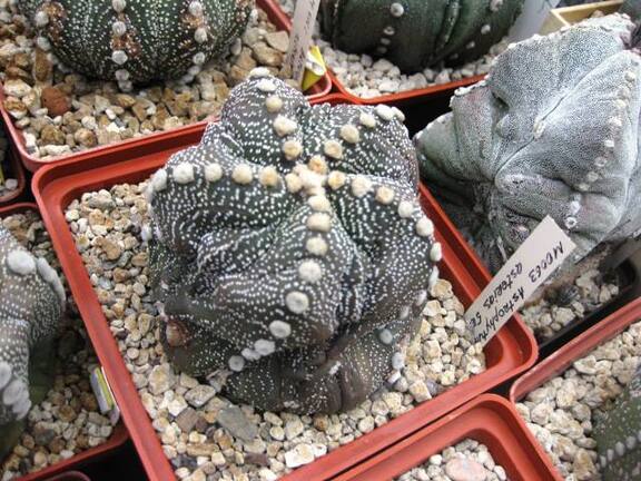 Выставка 1 мая 2009 (Донецк)