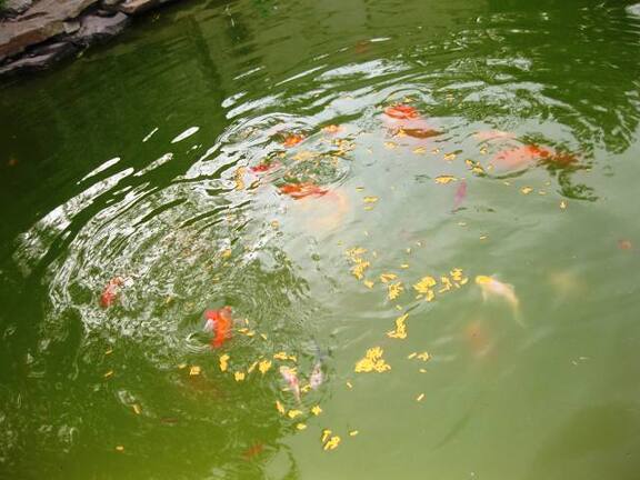 Выставка 1 мая 2009 (Донецк)