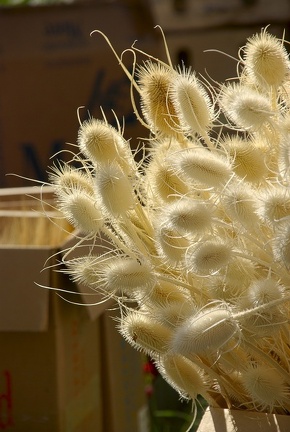 Городская выставка цветов, август 2008