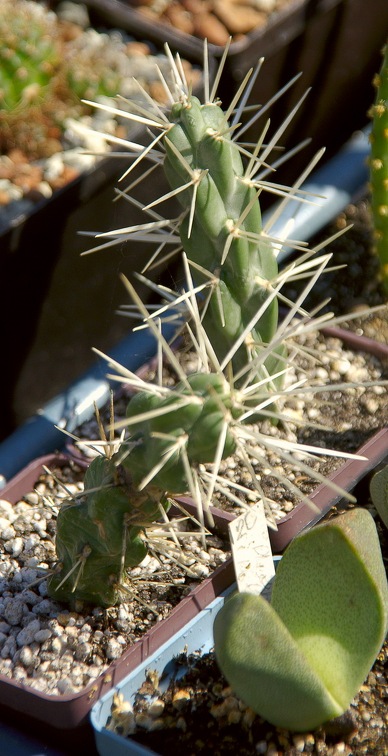 Городская выставка цветов, август 2008