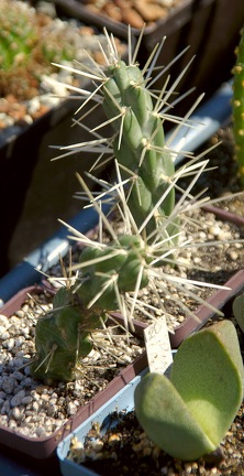 Городская выставка цветов, август 2008