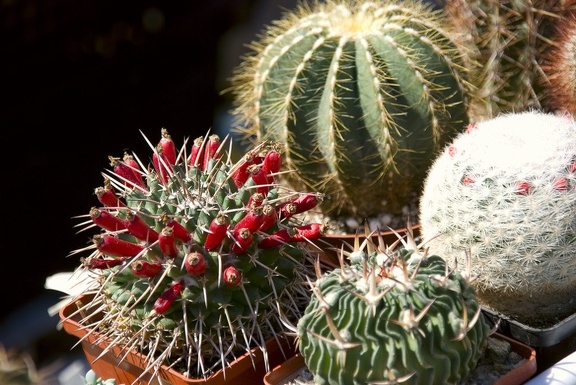 Городская выставка цветов, август 2008