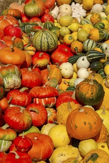 Городская выставка цветов, август 2008