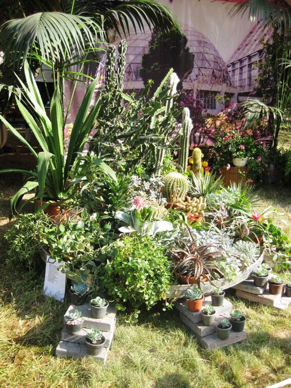 Городская выставка цветов, август 2008