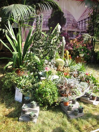 Городская выставка цветов, август 2008