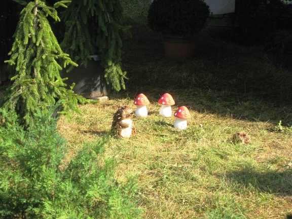 Городская выставка цветов, август 2008