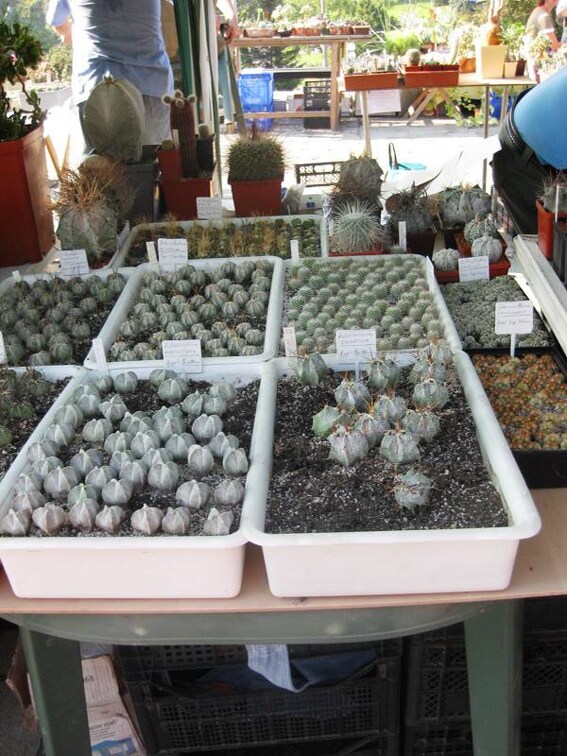 Городская выставка цветов, август 2008