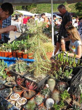 Городская выставка цветов, август 2008