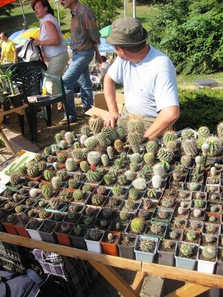 Городская выставка цветов, август 2008